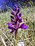 Orchis mascula (Orchis mâle) © Olivier Debré