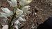 Cephalanthera longifolia  - Joseph Ducourant