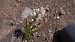 Cephalanthera longifolia © Joseph Ducourant