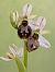 Ophrys splendida (Ophrys brillant) © Delarbre Sébastien