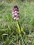 Orchis purpurea (Orchis pourpre) © Alain Garcin