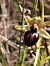 Ophrys passionis © Emili Sancha
