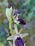 Ophrys incubacea  - Bernard Sonnerat