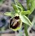 Ophrys araneola (Ophrys petite araignée) © auteur non diffusé
