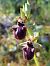 Ophrys incubacea  - Bernard Sonnerat