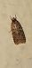 Agonopterix heracliana  - Michele Cento