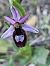 Ophrys drumana (Ophrys de la Drôme) © Bertrand Von Arx