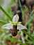 Ophrys philippi (Ophrys de Philippe) © Diane Raibaut