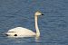 Whooper Swan  - Kacper Mikulski