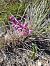 Anacamptis morio subsp. picta  - Benjamin Kabouche