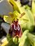 Ophrys lutea (Ophrys jaune) © Moinard Eric