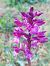 Anacamptis papilionacea  - Bernard Sonnerat