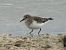 Gambecchio nano (Calidris temminckii) © Enrico Castellucci