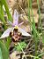 Ophrys vetula  - Florent de Gasperis