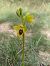 Ophrys lutea (Ophrys jaune) © Alain Garcin