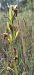 Ophrys forestieri - Laurence Gourdel