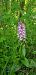 Orchis purpurea  - Bruno Durbin