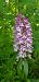 Orchis purpurea (Orchis pourpre) © Bruno Durbin