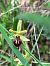Ophrys litigiosa  - Florent de Gasperis