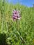 Orchis simia (Orchis singe) © Olivier Debré