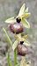 Ophrys indet. group. sphegodes (Ophrys indéterminé du groupe araignée) © Krÿstël' Mignot