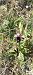 Ophrys aurelia  - Gerard Chassan