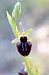 Ophrys incubacea (Ophrys noirâtre) © Richard Fay