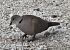 Eurasian Collared Dove  - Johannes Freudenberger