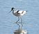 Avocetta (Recurvirostra avosetta) © Enrico Carta