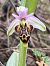 Ophrys vetula © Florent de Gasperis