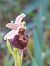 Ophrys morisii  - Bernard Sonnerat