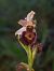 Ophrys morisii  - Bernard Sonnerat