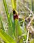 Ophrys insectifera (Ophrys mouche) © Céline Frutieaux (lpo-Bfc)