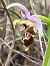 Ophrys vetula  - Florent de Gasperis