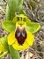 Ophrys lutea  - Pep Sole