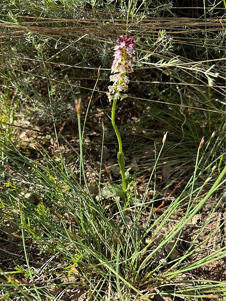 Neotinea ustulata  - Pep Sole