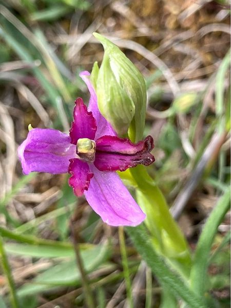 Ophrys aveyronensis  - Florent de Gasperis