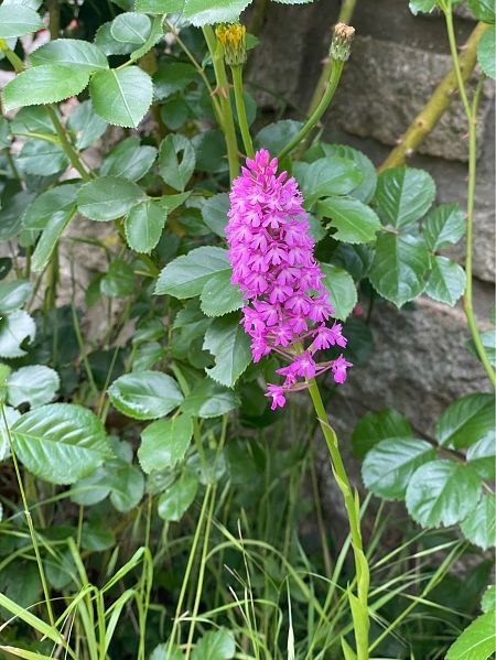 Anacamptis pyramidalis  - Olivier Guillemet