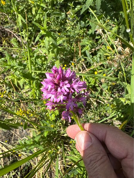 Anacamptis pyramidalis  - Antonio Mazzone
