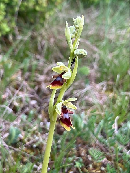 Ophrys aymoninii  - Florent de Gasperis