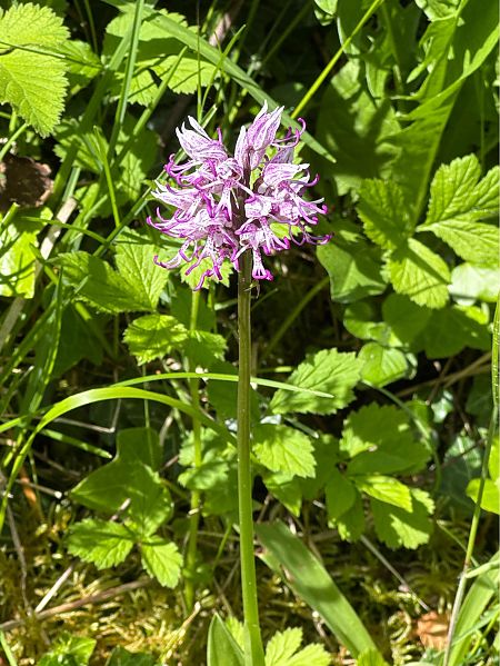 Orchis militaris  - Jerome Brunet