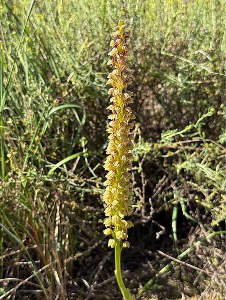 Orchis anthropophora  - Pep Sole