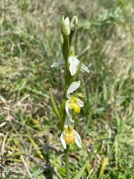 Ophrys apifera f. chlorantha  - Erwan Leherisse