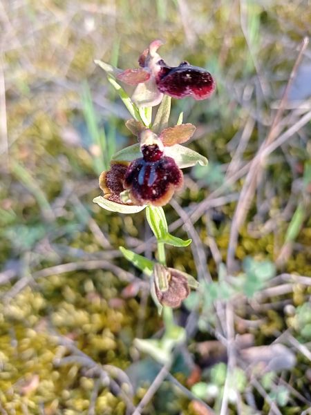 Ophrys passionis  - Mercè Cartañà