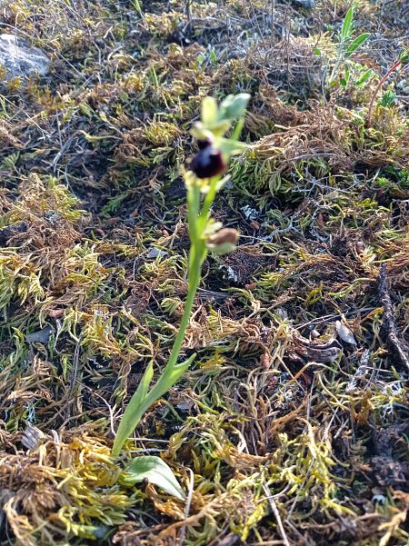 Ophrys passionis  - Mercè Cartañà