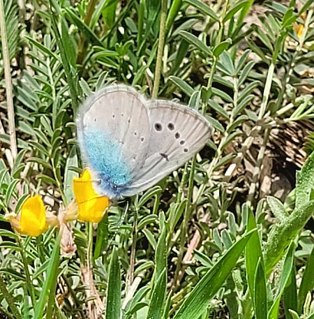 Turquesa mediterrània  - Ramon Pou