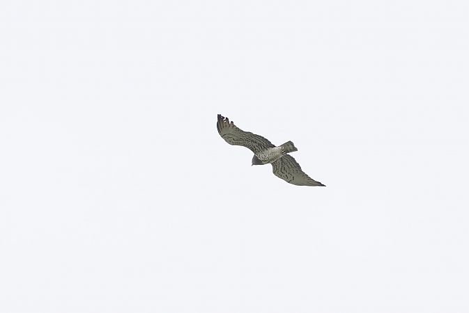 Schlangenadler  - Michał Baran