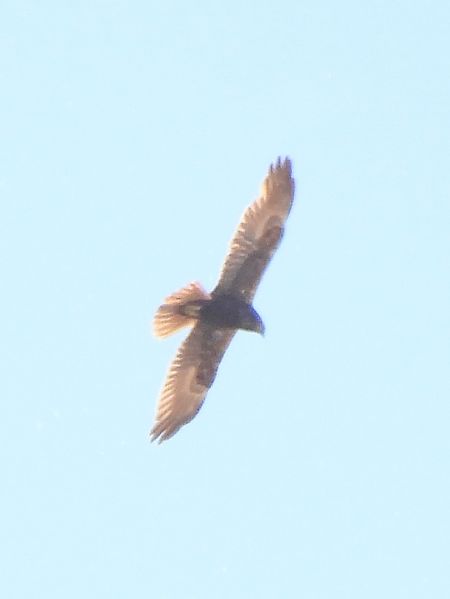 Falco di palude  - Massimo Tassinari