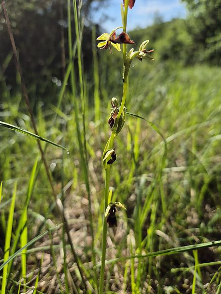 Ophrys insectifera  - Roch Mermin