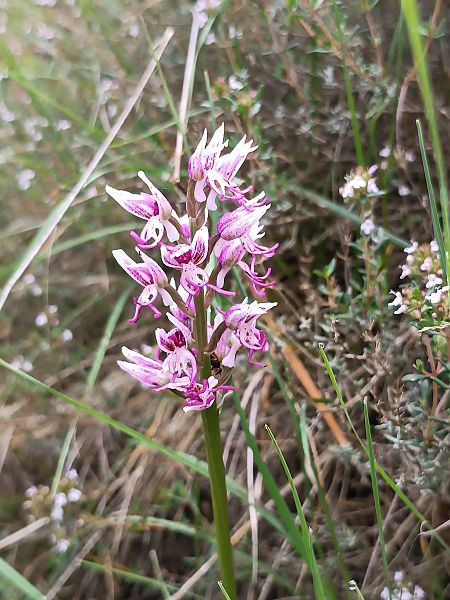 Orchis simia  - Assumpta Molist